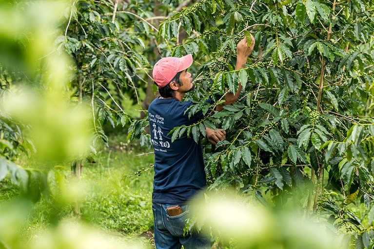 丹念に手摘みされる実。