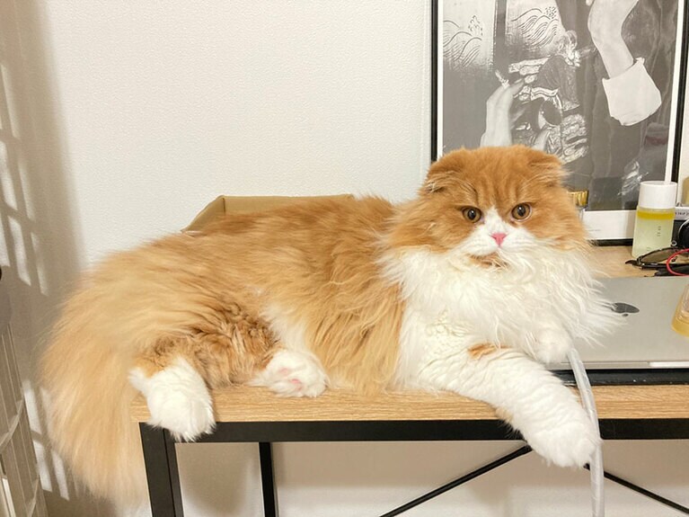 【グランプリNo.3】ショコラ ♂ 1歳。前世は貴族か？ と思うほど優雅な振る舞いをします(笑)