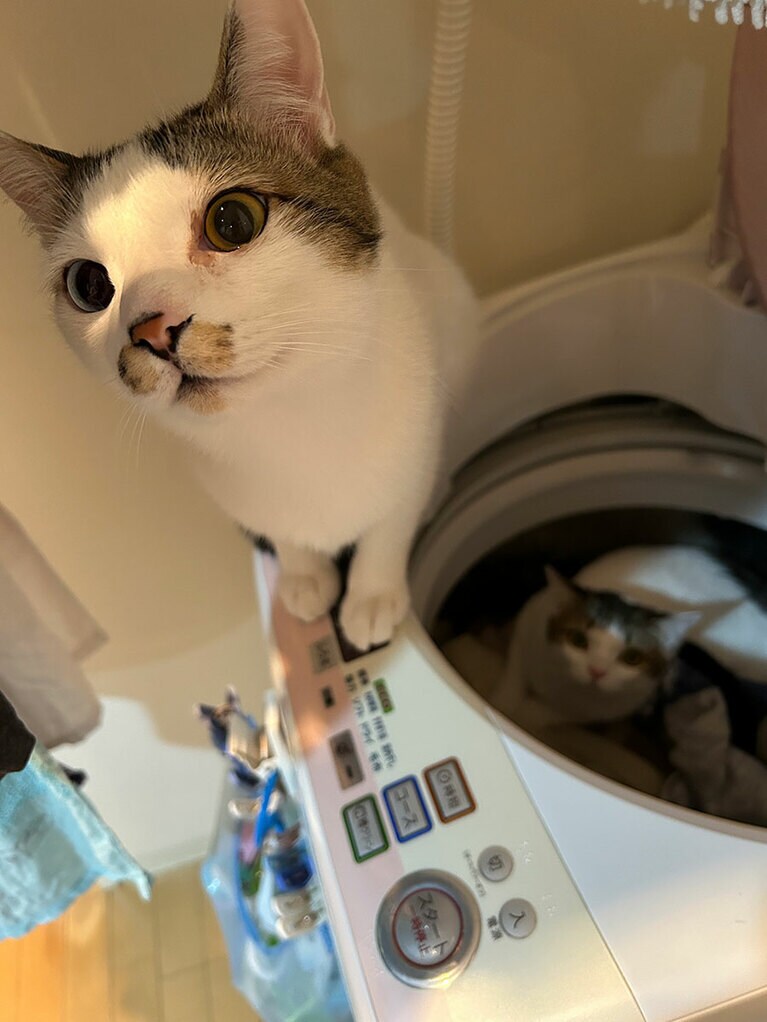 ハル ♂ 1歳。オッドアイがかわいい。