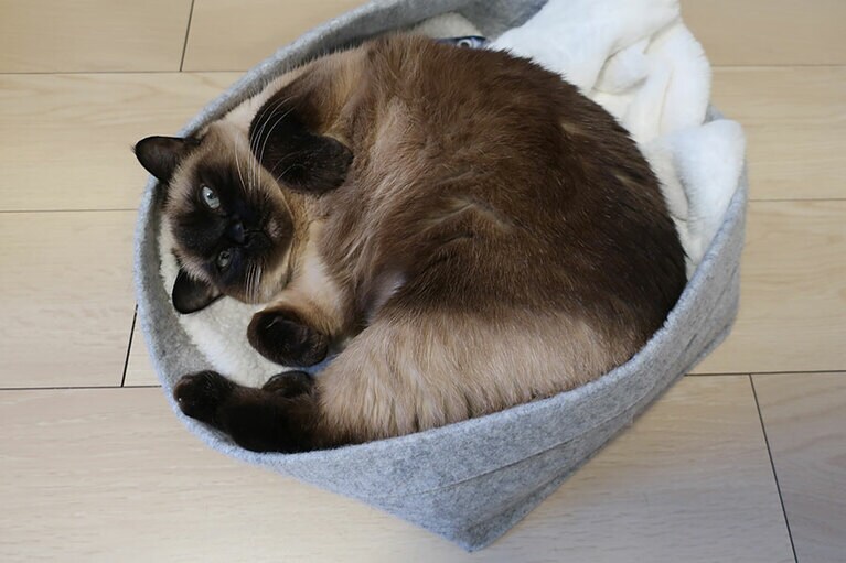 とん ♀ 15歳。とんちゃんは、フェルトの箱がお気に入りです。もともと四角だった箱が丸く形が変わってしまうくらいです。気に入ってくれて、かわいい格好も見せてくれてうれしいなと思いました。とんちゃんは、シニア猫とは思えないほど元気で、まるまるとしているところがアピールポイントです。