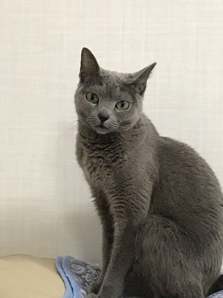 シアン ♀  14歳。14歳で虹の橋へ…最期の瞬間まで美しい子でした。