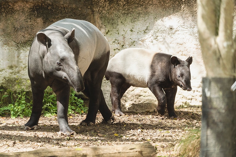 ズーラシアで17年ぶりに生まれたマレーバクのひでお(右)。施設内の「横浜市繁殖センター」ではマレーバクなど希少野生動物の種の保存・繁殖が行われています。