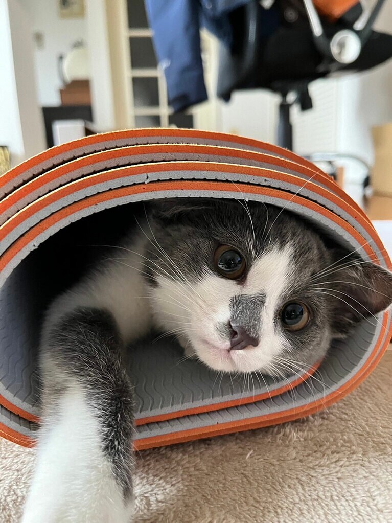 グリ オス 7カ月。大好きなヨガマットの中で毎回興奮して遊ぶグリです（みゆさん）。