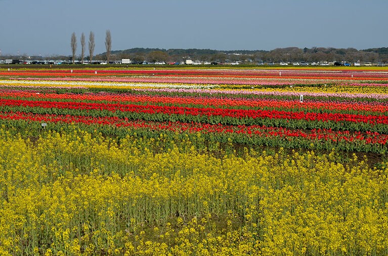 【千葉県】佐倉ふるさと広場のチューリップ。写真：GYRO_PHOTOGRAPHY/イメージマート