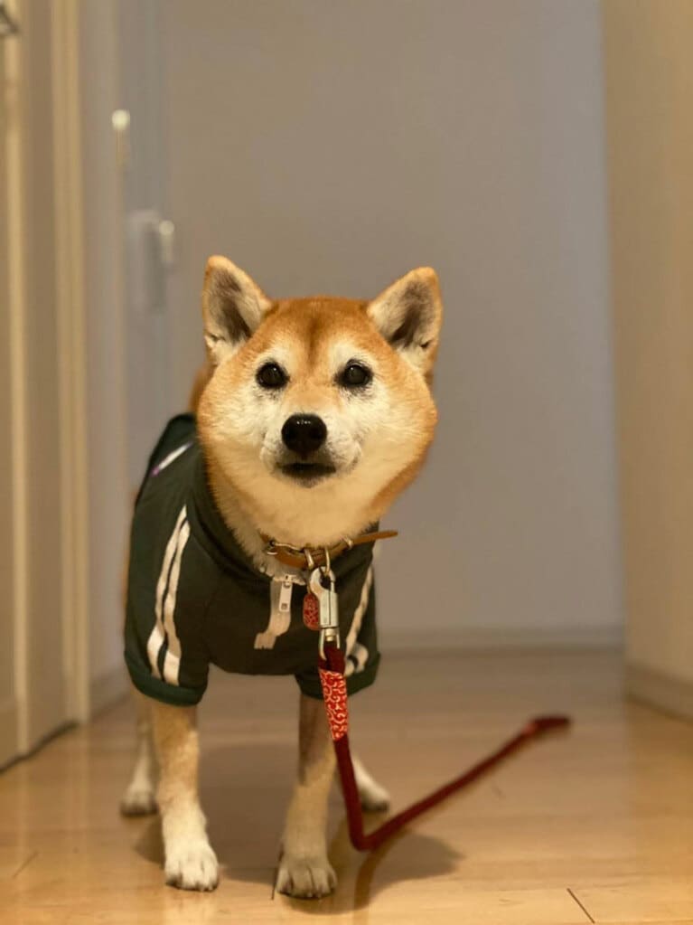 うちの子ベストショット②「バケモンくらい黒目だけのショットやのに、可愛さバケモン級」