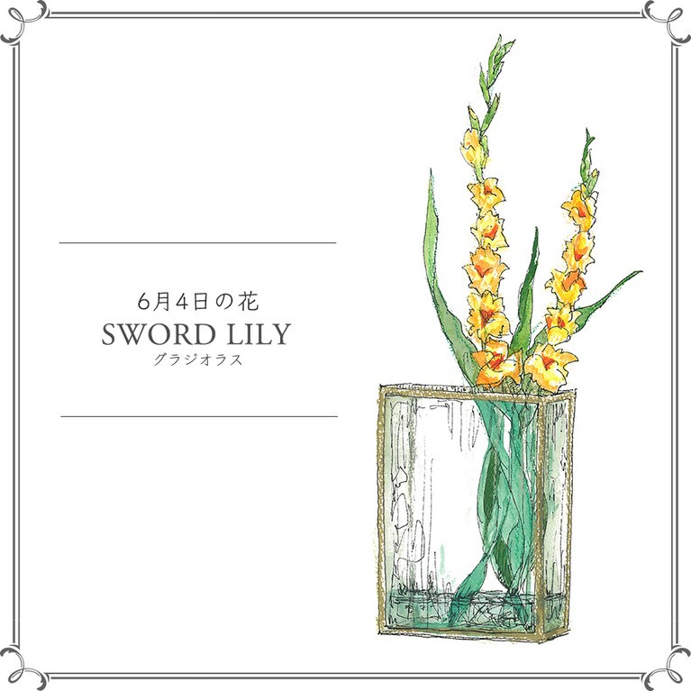 【6月4日の花】グラジオラス