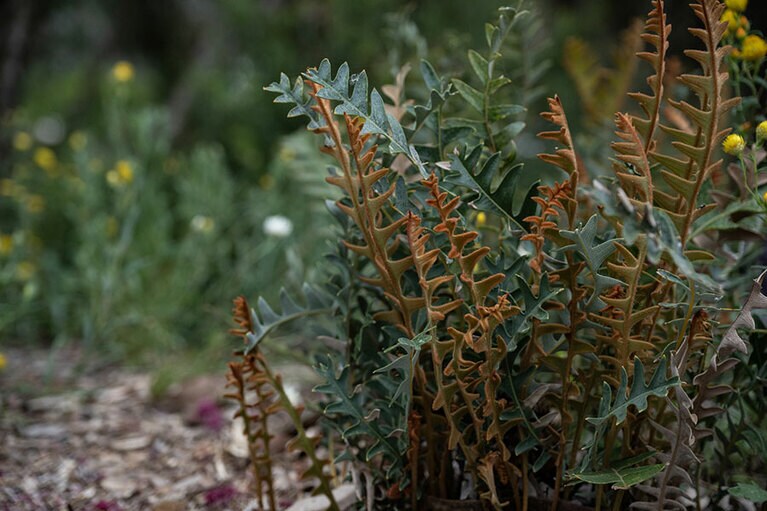 キングスパーク。