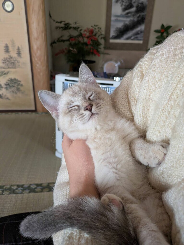 もも ♀ 3カ月。遊び疲れたのか、抱っこをしたらすぐに寝てしまいました（海苔巻きさん）