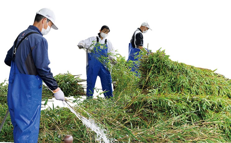 竹は主に大阪と京都から搬入。1頭は1日約15～20kg食べるが選り好みするので倍以上の量（40～60kg）を用意する。スタッフはパンダが好みそうなものを厳選。