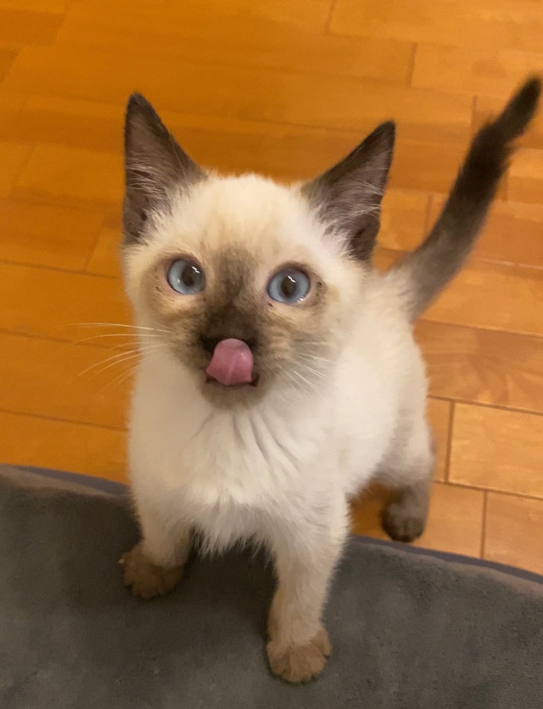 ViVi ♂ 0歳。保護団体からお迎えしたViViちゃん、今ではこんな美猫さんに。