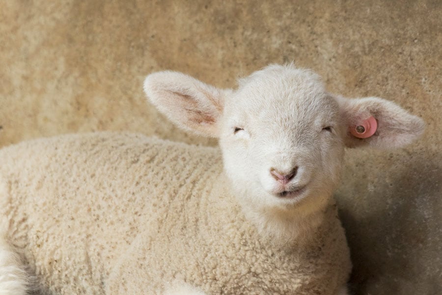 千葉県の「マザー牧場」で出会った、生まれて1カ月ほどの子羊。愛嬌たっぷり。