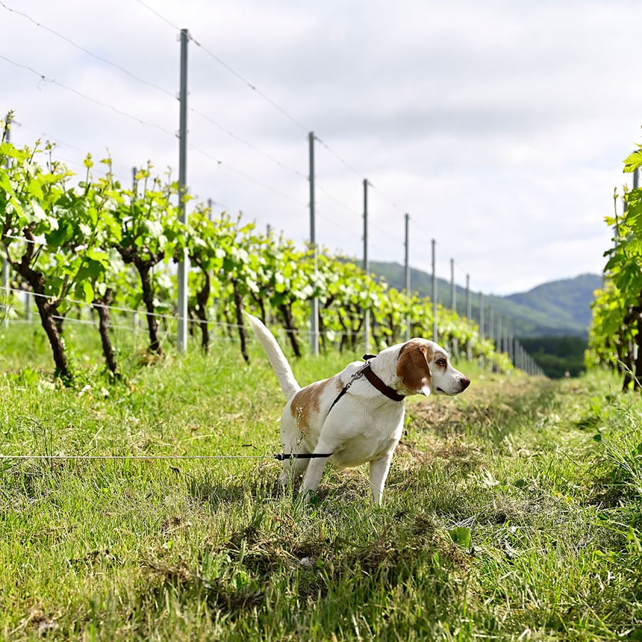 看板犬の「うに太」。キャメルファームのワインにも“UNITA”シリーズがある。