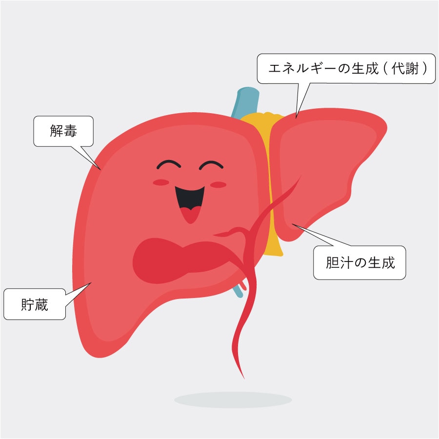 肝臓の働きは、主に「解毒」「エネルギーの生成(代謝)」「貯蔵」「胆汁の生成」。