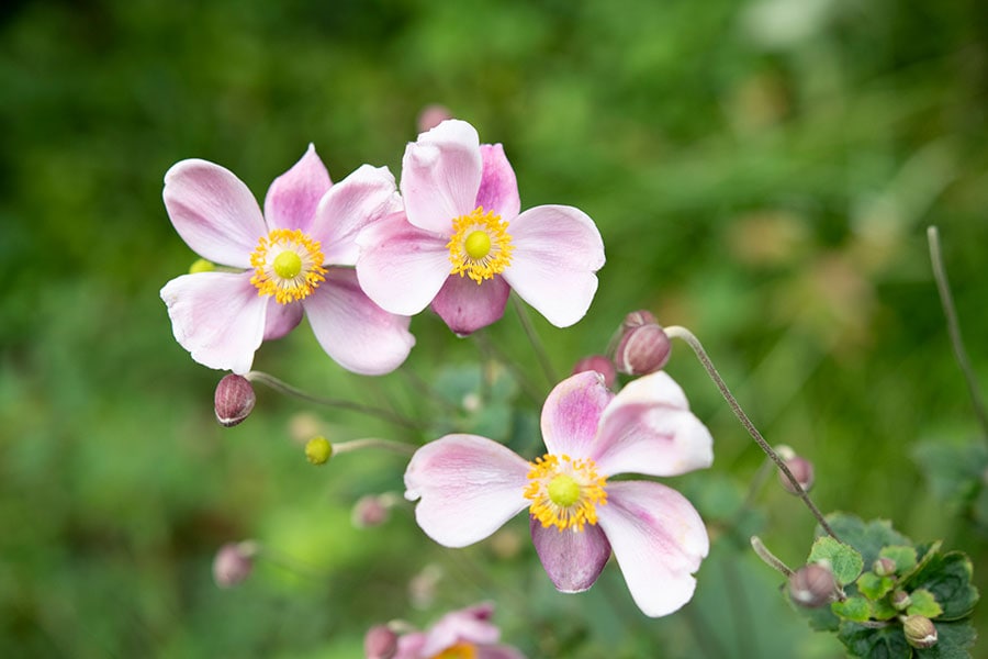 シュウメイギク(秋明菊)：キンポウゲ科イチリンソウ属(アネモネ属)。ソフトピンクの花色がやわらかい印象。