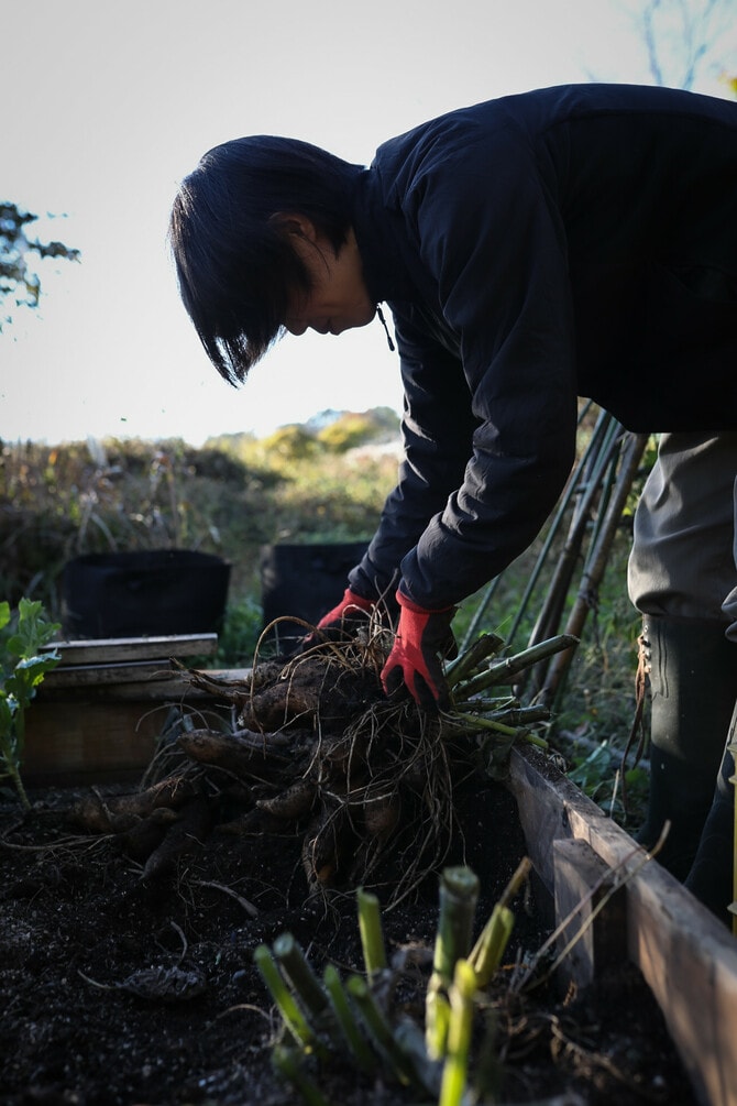ヤーコンを収穫する山戸さん。自らの手で作物を育てることで、より自然を感じるようになったそう。Photos@yamatokos