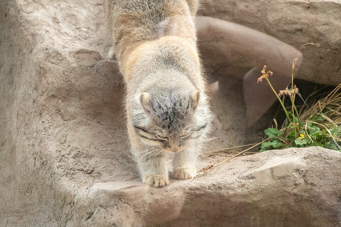 岩場を下りるマヌルネコ。躍動感……ゼロ。