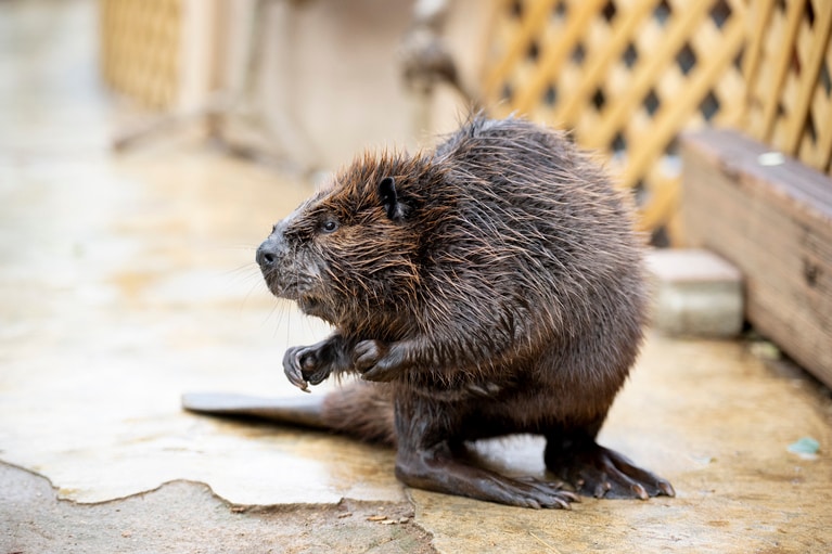 メスのヤマブキ。