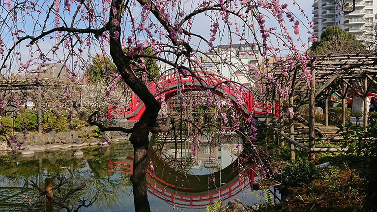 希望の未来をあらわす太鼓橋と「呉服枝垂」。