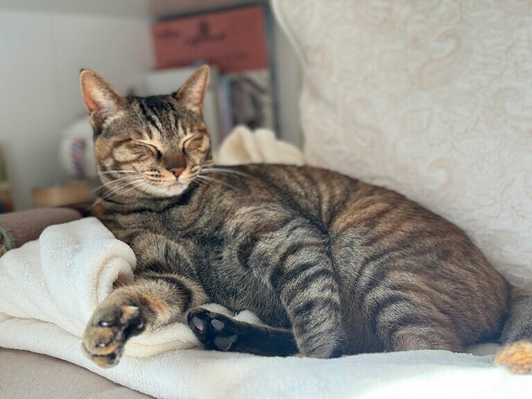 月 メス 3歳。ああ、ごきげん（ポッケさん）。