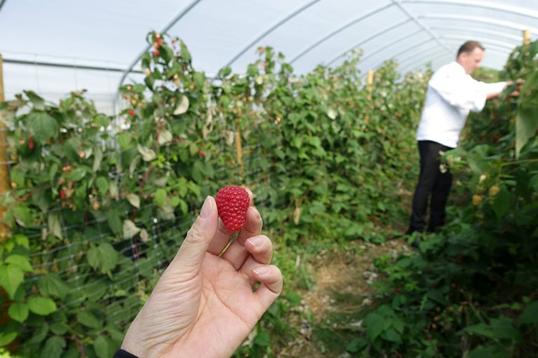 ミシュランシェフ自らが畑から摘んでくれた有機栽培のラズベリー。甘くて香りがよくて美味しい！
