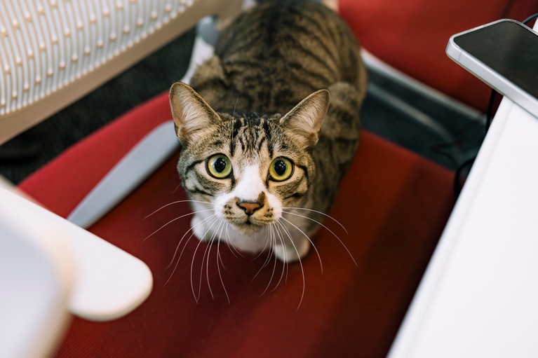 ドロンパくん。