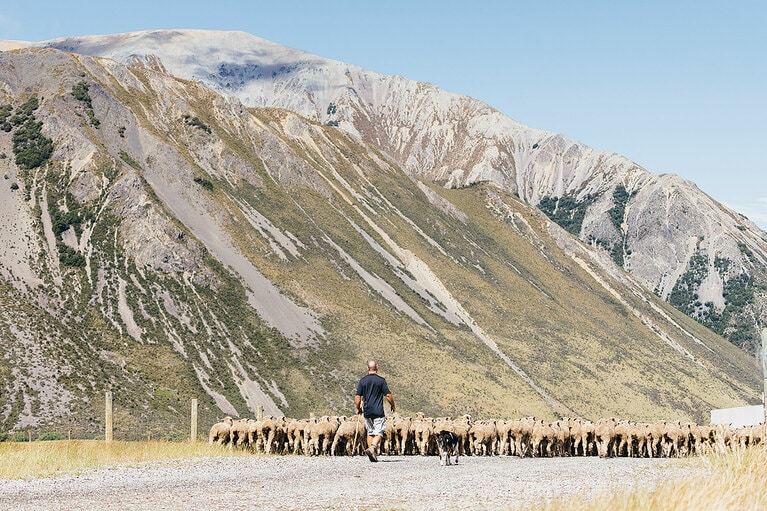 熟練の羊飼いと賢い犬が羊の群れをコントロール。少人数のプライベートツアーで体験できる。©Stefan Haworth