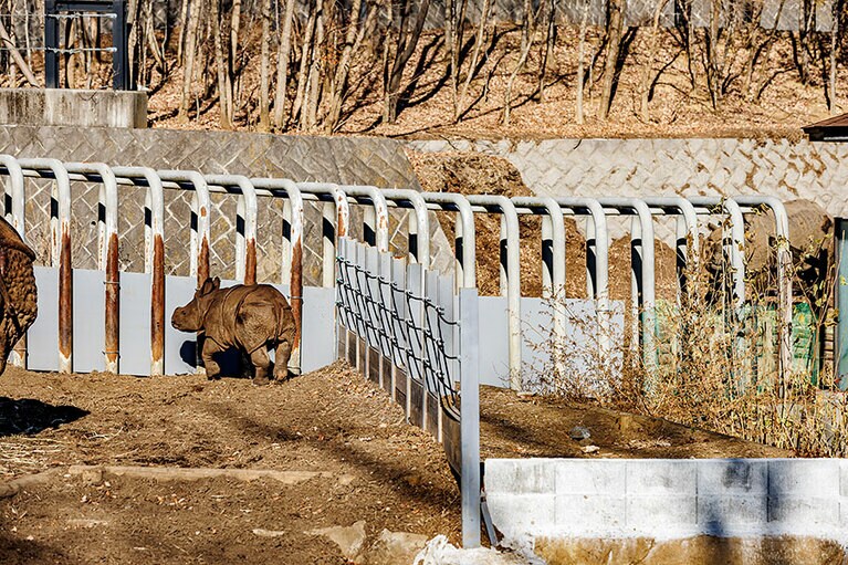 インドサイのゴポン、デコポン親子。
