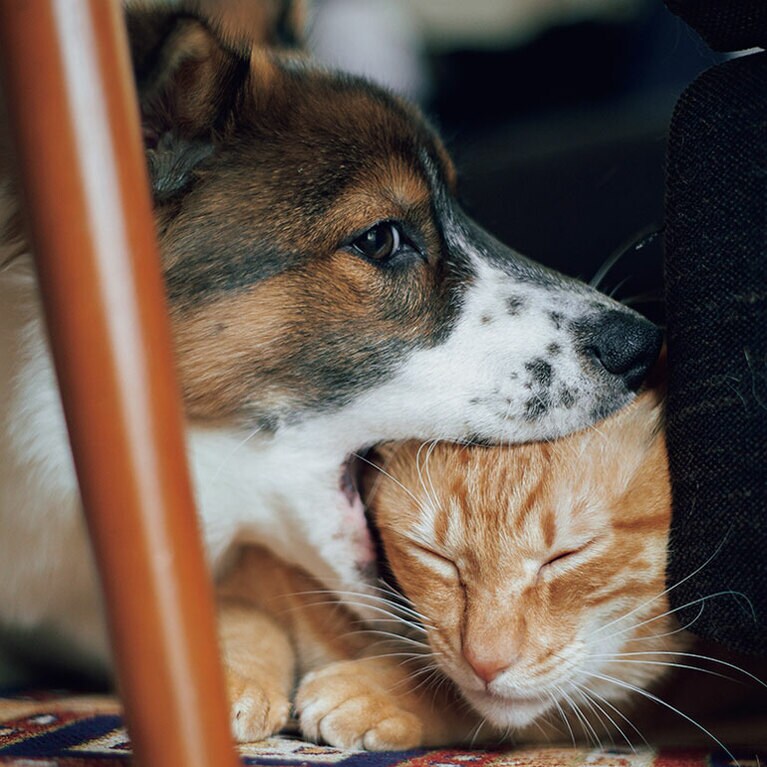 愛しさのあまり頭をパクリ。