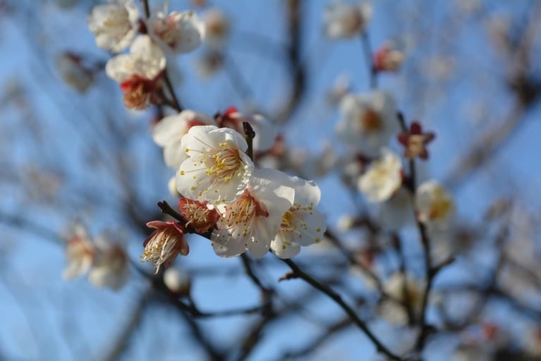 梅の花。