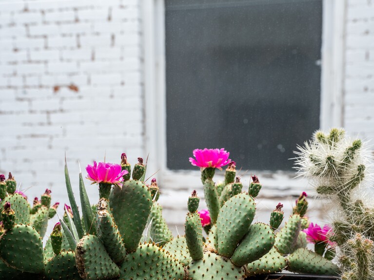 春から初夏にかけてはサボテンの花が街角に咲きます。