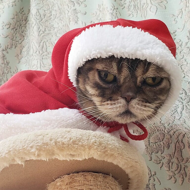 ディア ♂ 13歳。サンタさんの衣装を着せてみたら、心から嫌そうな顔をしており…（笑）。プレゼントを届けてくれなさそうなサンタになってしまいました（エビチリさん）