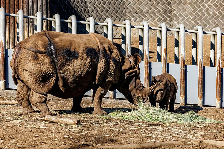 食事中のゴポン、デコポン親子。