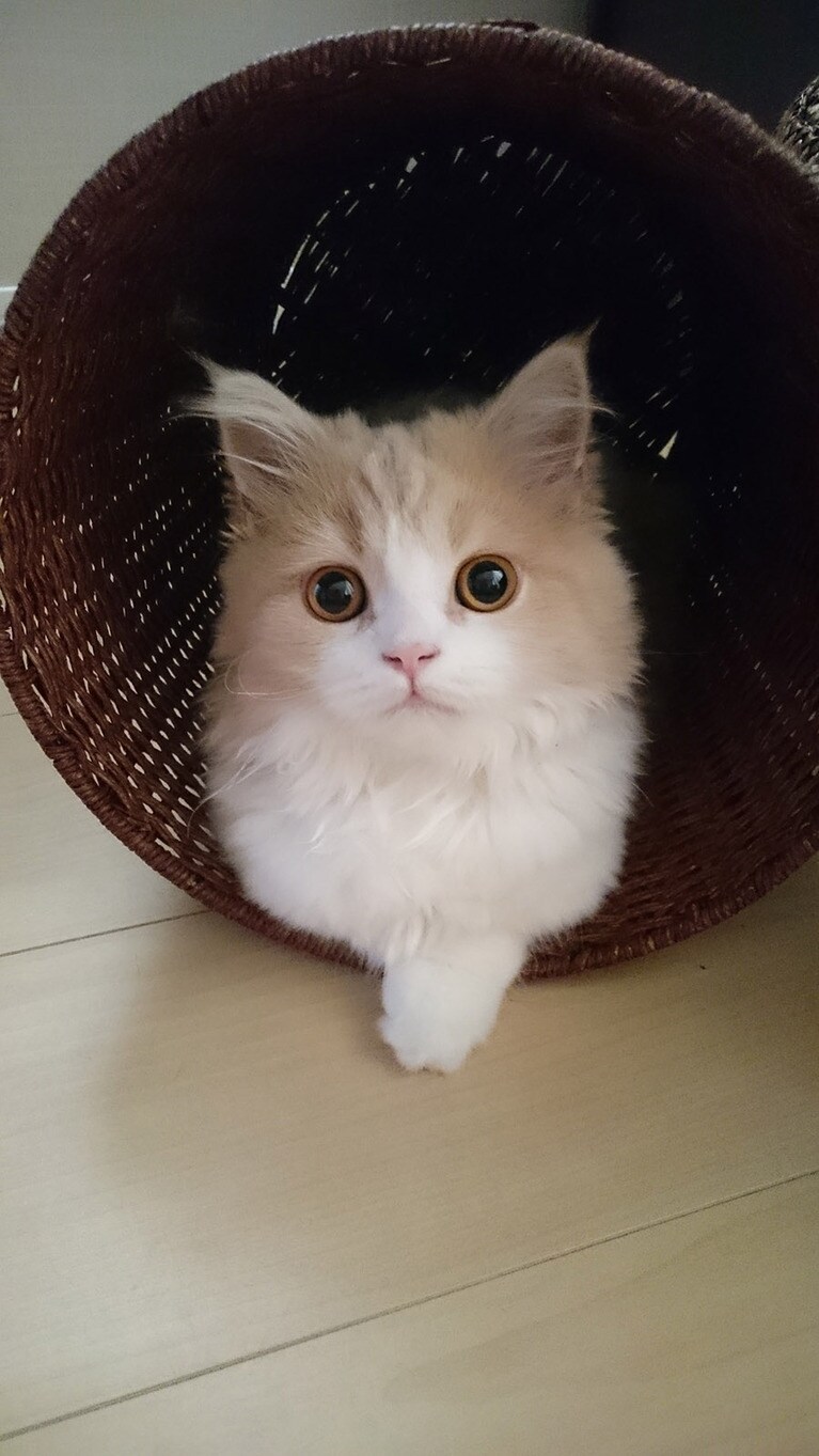 【グランプリNo.5】わらび ♂ 5歳。子ネコの頃からずっとカゴやダンボールが大好きなわらび。短い手で一生懸命倒して入って落ち着いてます(笑)