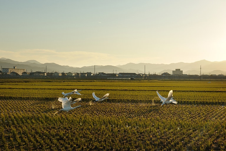 ホテルから車で10分ほどの場所にある「下池」は、冬の間、1000羽以上の白鳥の越冬地として有名。早朝には、餌場に向けて飛び立つ白鳥たちの姿を間近に観察でき、圧巻。