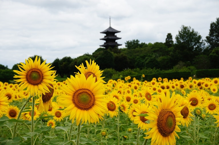 備中国分寺とひまわり畑。miko_PHOTO/イメージマート