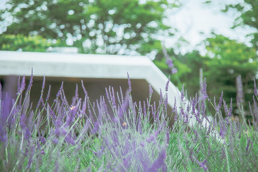 目の前のハーブ畑は、ラベンダーの時期になると、一面が紫色に染まる絵画のような美景が広がる。（The Hive　富山）