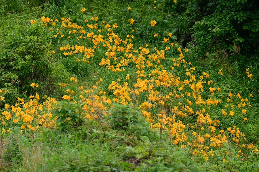 トビシマカンゾウは、山形県の飛島、そして佐渡だけに生息するユリ科の多年草。1日花が咲いて1日でしぼむそうですが、次々と咲くので開花期は長め。
