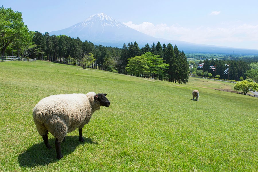 こちらは「まかいの牧場」のサフォーク。5月に撮影。