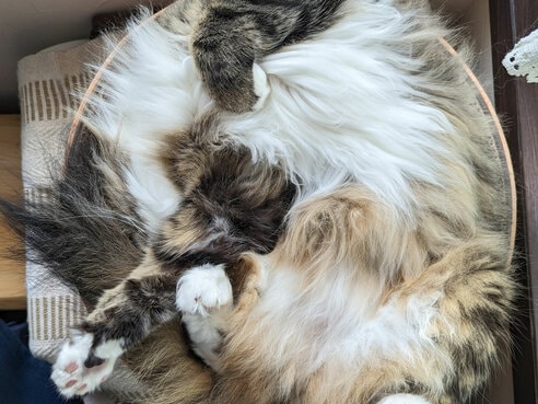 スッポリハマっちゃった部門