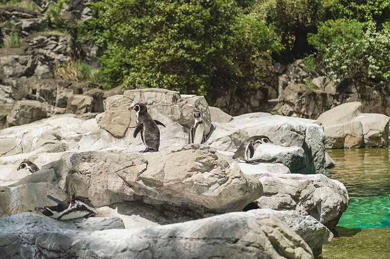 フンボルトペンギン。ぼーっとそらを見つめたり、水面を眺めてみたり、腹ばいになって休んでみたり。動物園ではおなじみのペンギンですが、実は営巣地の破壊や魚の乱獲によって生存が脅かされている種です。