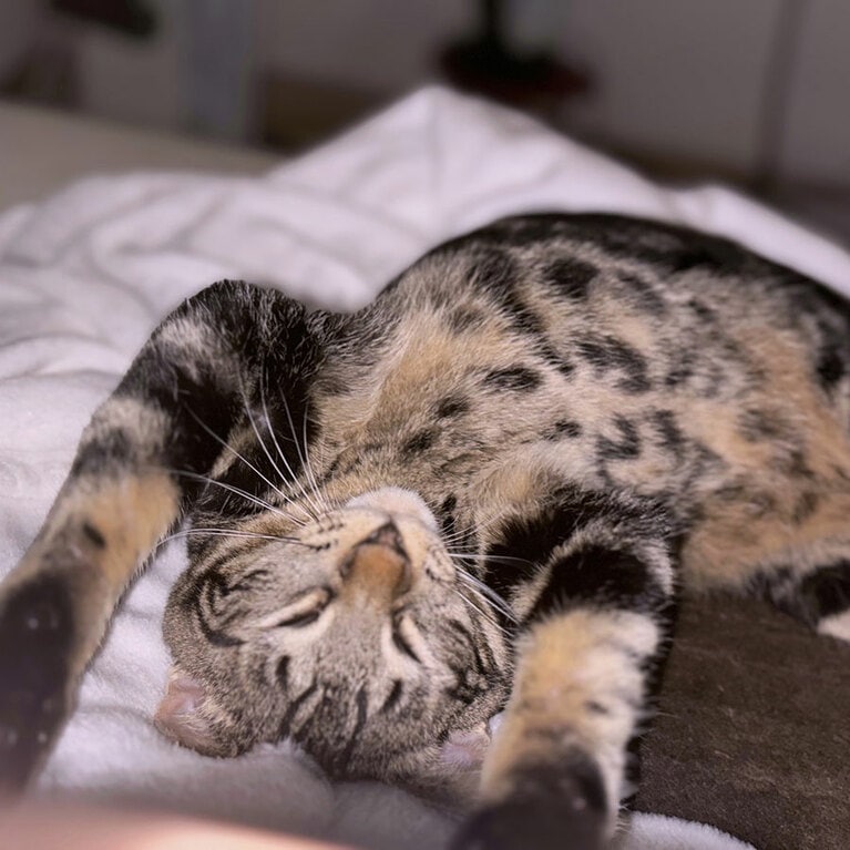 お嬢 ♀ 1歳。寝返ってスヤスヤ〜Zz……（ヤスさん）