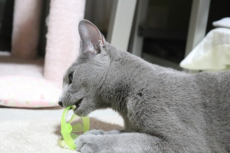 シエル オス 4歳。シエルは病気で闘病していました。この写真は病気が寛解した後におもちゃで遊んでる様子を撮影したものです。当たり前のように過ごせることがとても幸せだと思いました（さくらさん）。