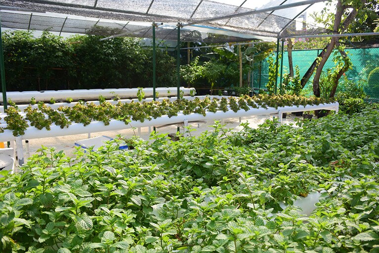 葉野菜やハーブを水耕栽培している菜園。