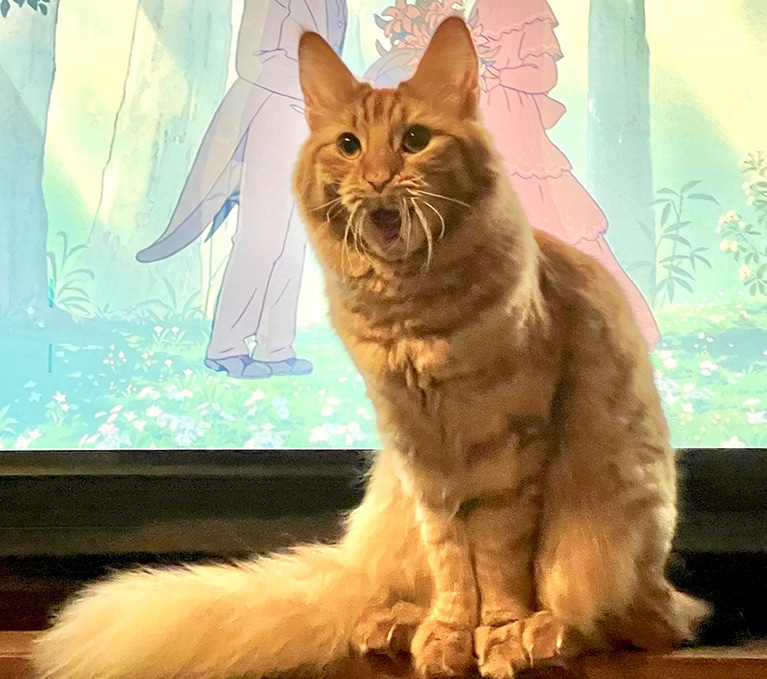 うに ♀ 2歳。「猫種はターキッシュアンゴラです。抱っこが嫌いなツンデレガール。遊びが大好きで、投げたおもちゃは飼い主のところまで持ってきてくれます」。