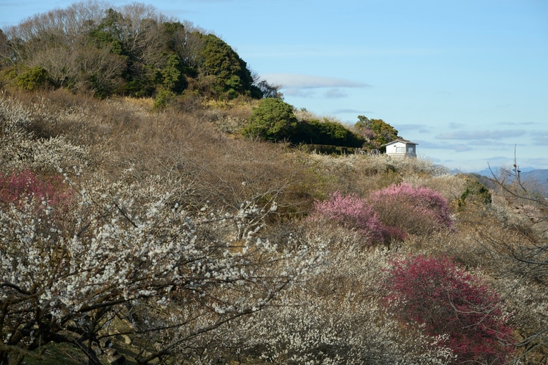 《早春の絶景散歩》紅白の梅の先には瀬戸内海、園内には古墳も！西日本随一の梅の名所「綾部山梅林」へ【兵庫県】