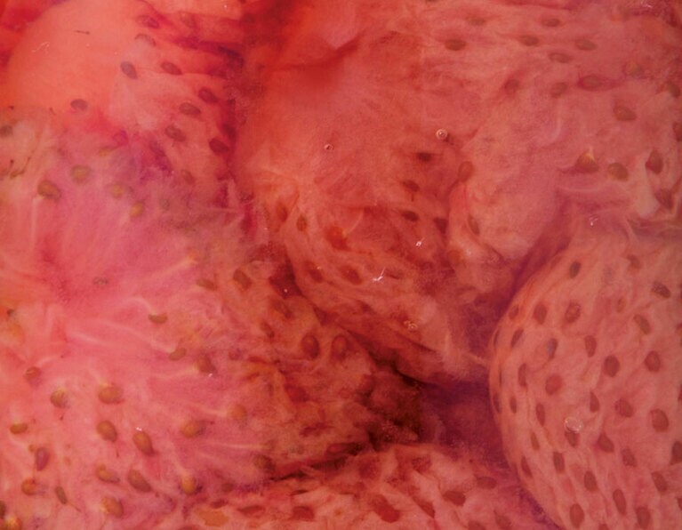 沢屋の「ストロベリージャム Sサイズ」。