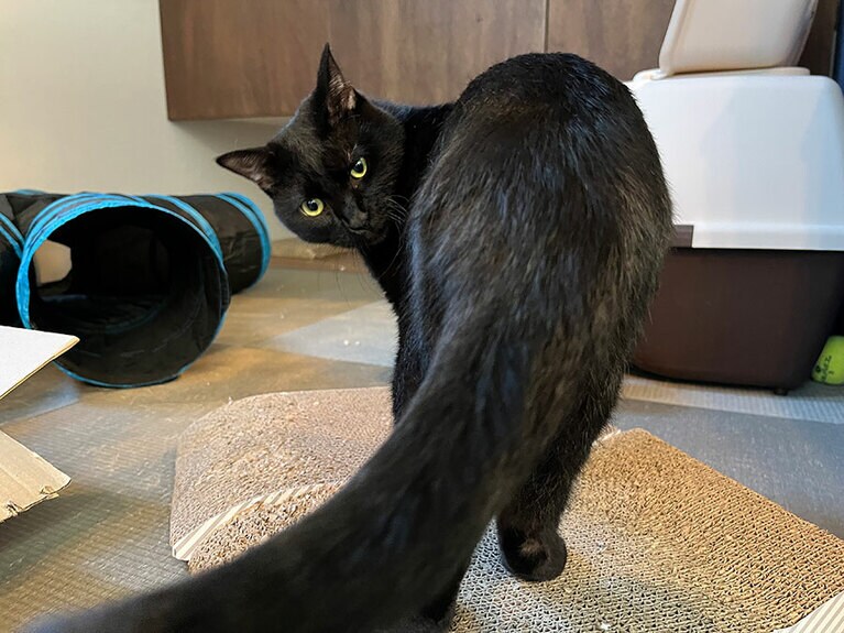 かげ ♂ 5歳。とにかく甘えん坊で、男の子なのに声がかわいい。