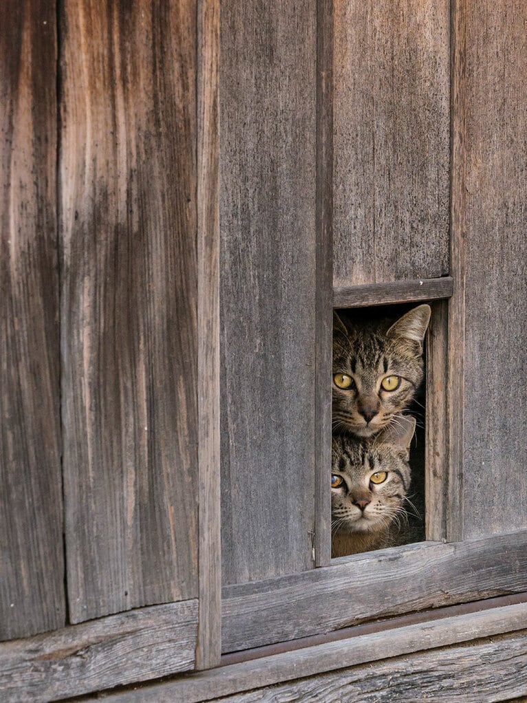 「今日は外で遊べないのニャ！　不要不急の外出を自粛中だからニャ！！」「がいちゅつをじちゅくちゅうなのニャ！」