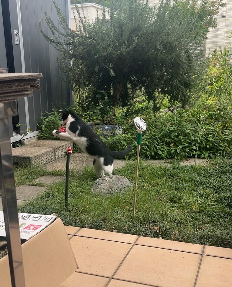 にゃにゃ介 ♂ 1歳。おもちゃで遊んでいる一瞬をとらえました！前脚の筋肉が見どころです。