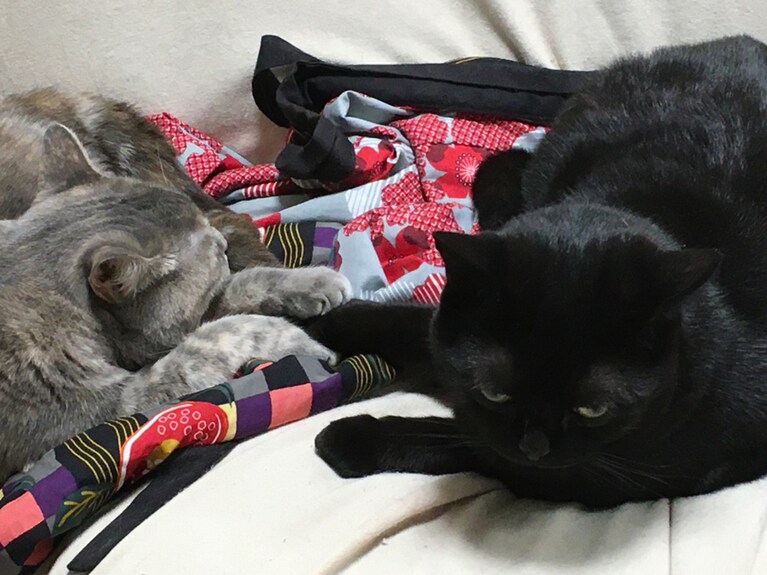 ふりかけ(左)とあずき(右) ♀と♂ 3歳。母違いのふりかけ(♀)とあずき(♂)は兄妹です。一人が好きなふりかけは、すり寄ってくるあずきをいつも威嚇しています。なのに、時としてこんな状態も。